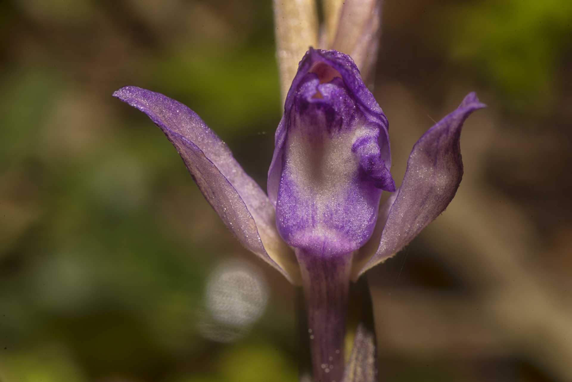L''orchidea Fior di legna Limodorum abortivum